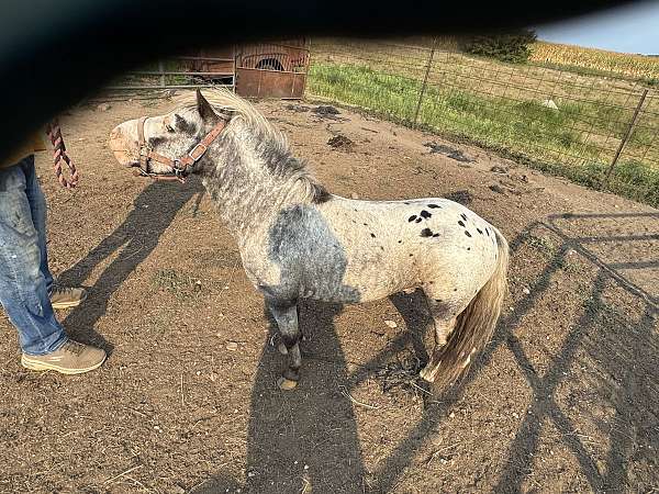 black-blanked-white-with-spots-horse