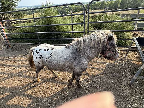 blanked-white-with-black-spots-horse