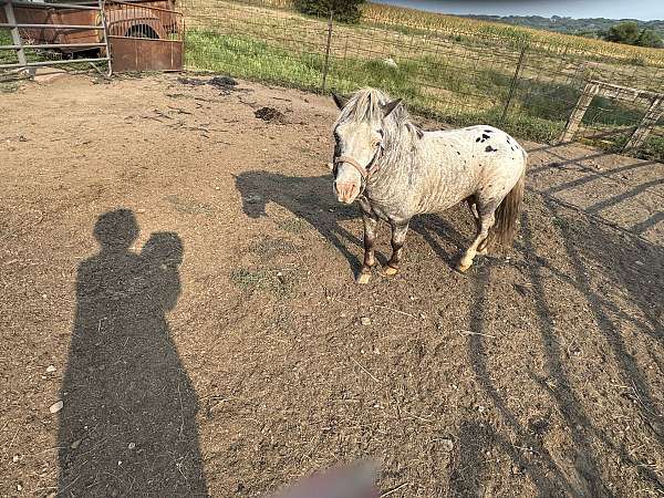 blue-eyed-color-producer-appaloosa-horse