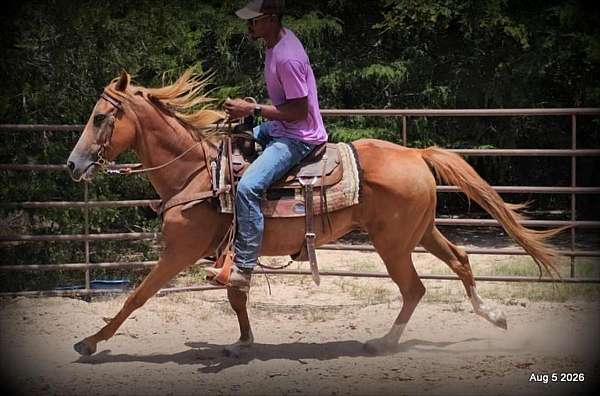 experienced-trail-mare-horse