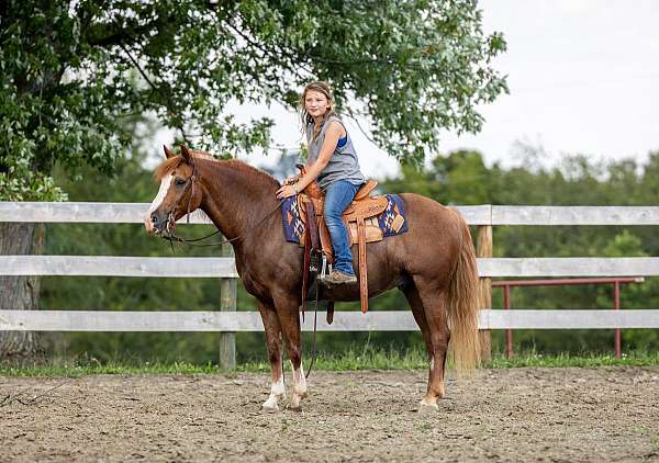 red-roan-blaze-pony