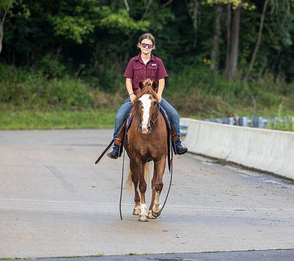 all-around-welsh-pony