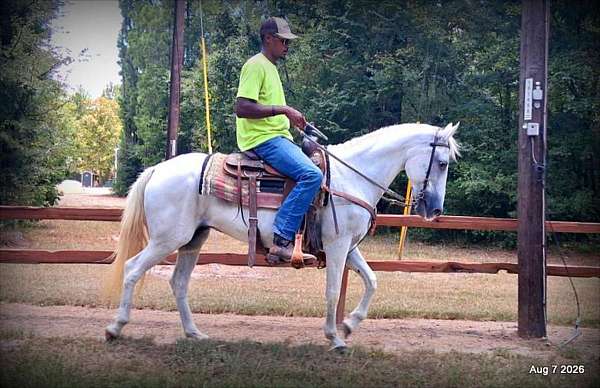 paso-fino-horse