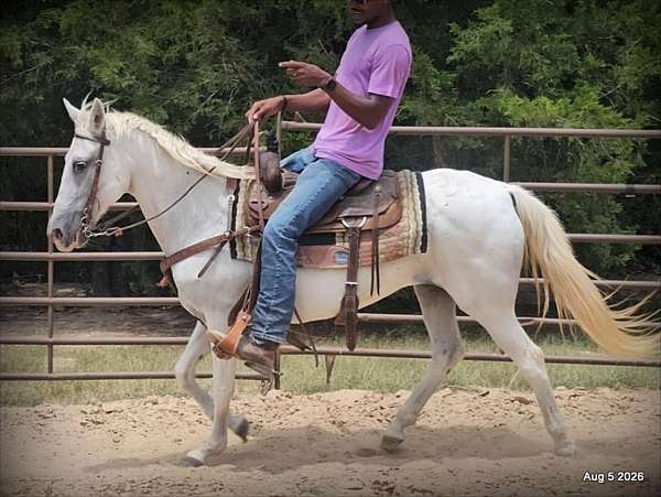 beginner-safe-horse-paso-fino