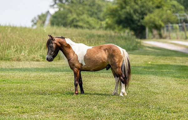 buckskin-white-paint-pony-gelding
