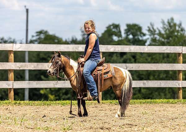 buckskin-white-trail-pony