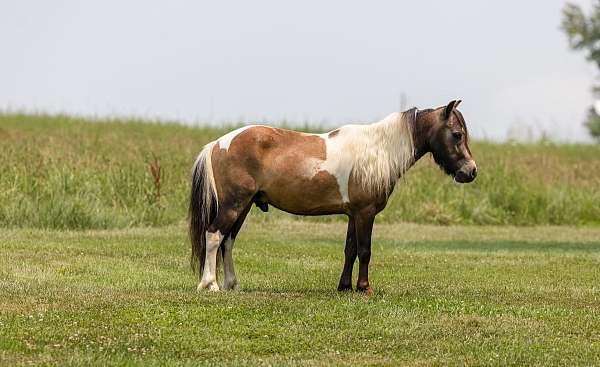 buckskin-white-paint-pony-for-sale