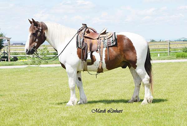 montana-draft-gelding-spotted-horse