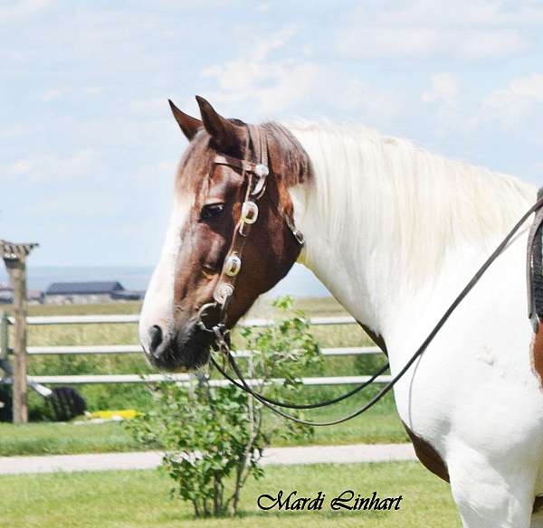 spotted-draft-gelding-horse