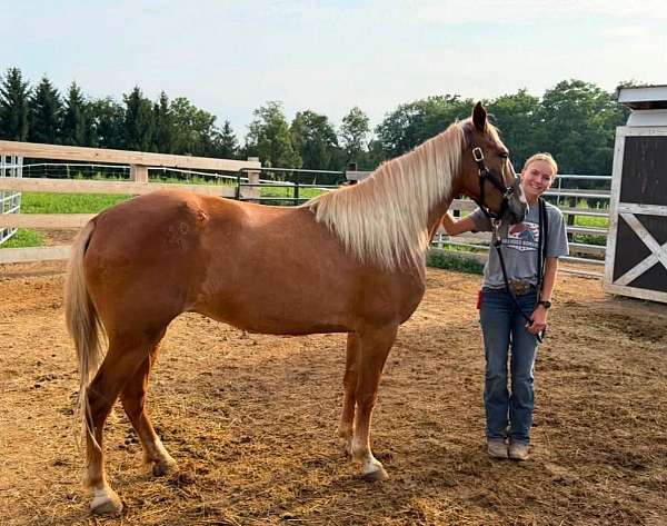sorrel-blaze-white-on-legs-pony