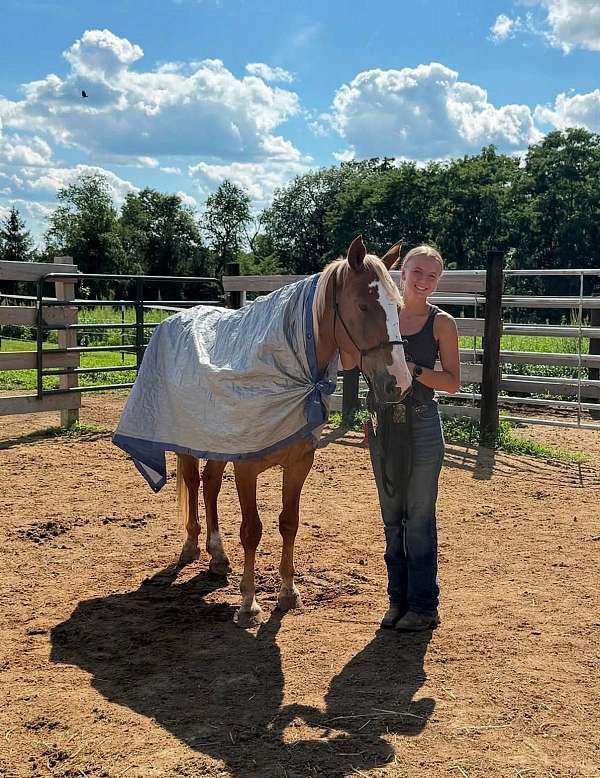 prospect-mustang-pony