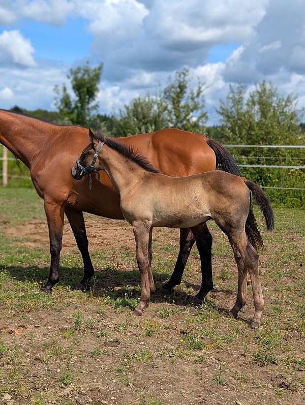 one-white-socks-horse