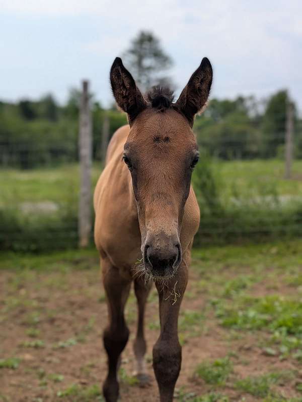 grey-one-white-socks-horse