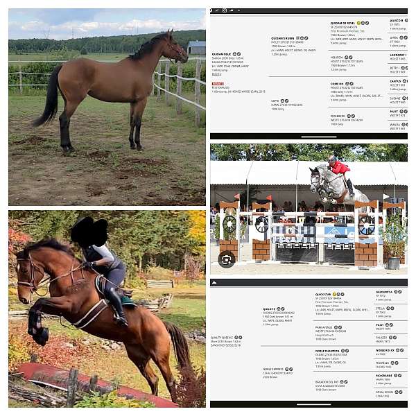 grey-warmblood-colt