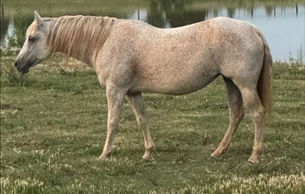breeding-quarter-horse