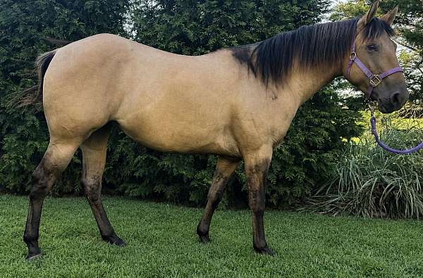 dun-w-blk-points-quarter-horse-mare