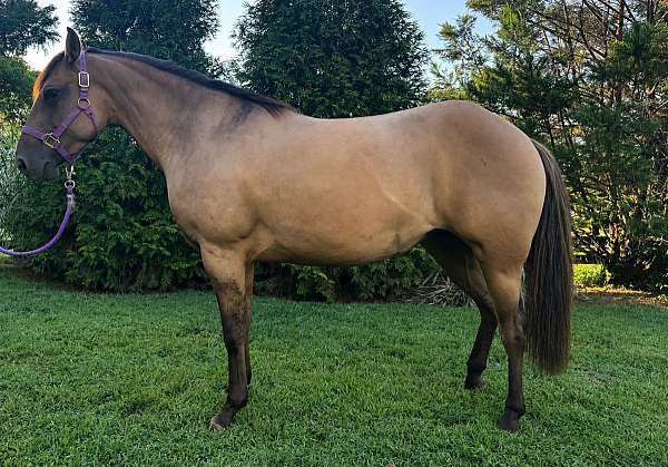 dun-w-blk-points-aqha-mare