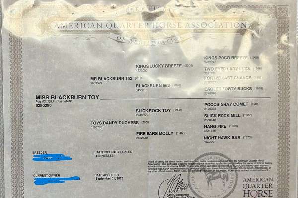 dun-w-blk-points-aqha-horse