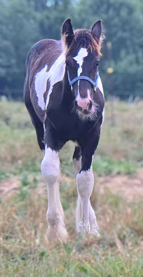 black-overo-drum-colt