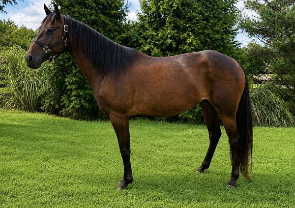 athletic-heading-mare