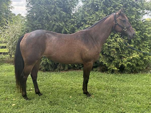athletic-heading-horse