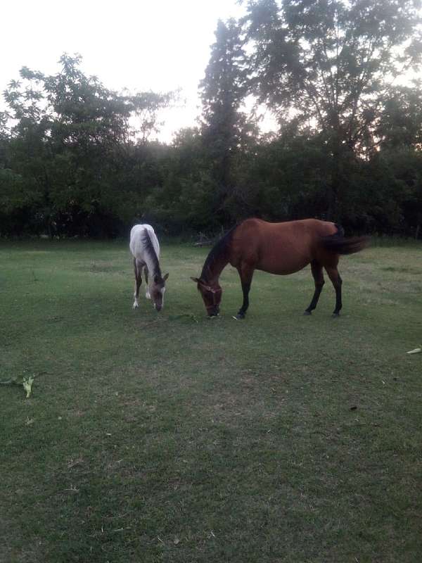 bay-roan-quarter-horse