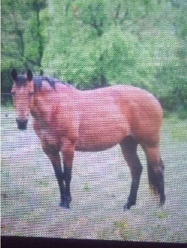 bay-quarter-horse
