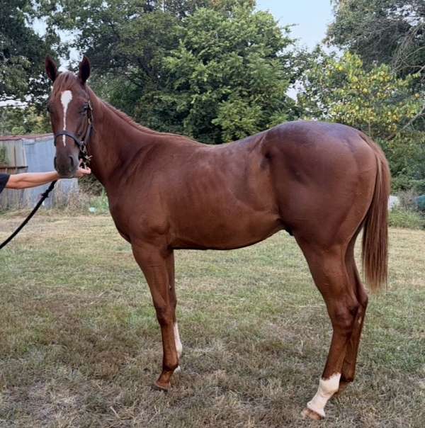 chestnut-blaze-2-socks-horse
