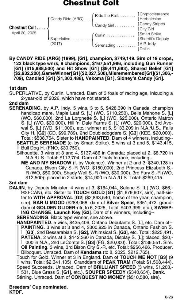 racing-thoroughbred-horse