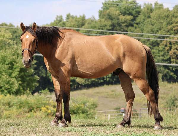 dunskin-draft-gelding