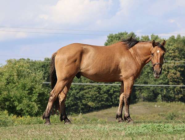 dunskin-cross-horse