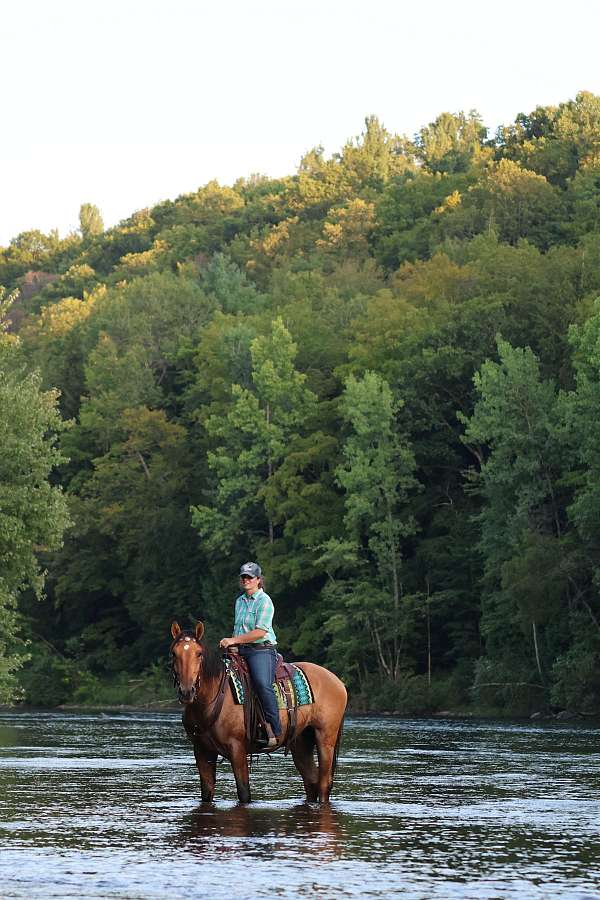 dunskin-draft-horse