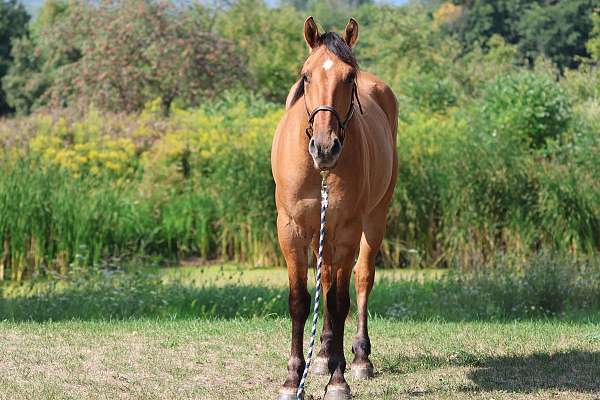 all-around-draft-horse