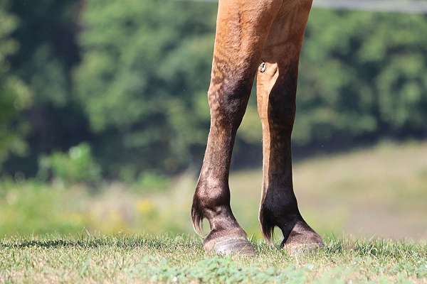 beginner-draft-horse