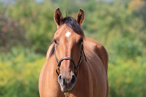 cross-draft-horse