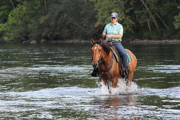draft-horse
