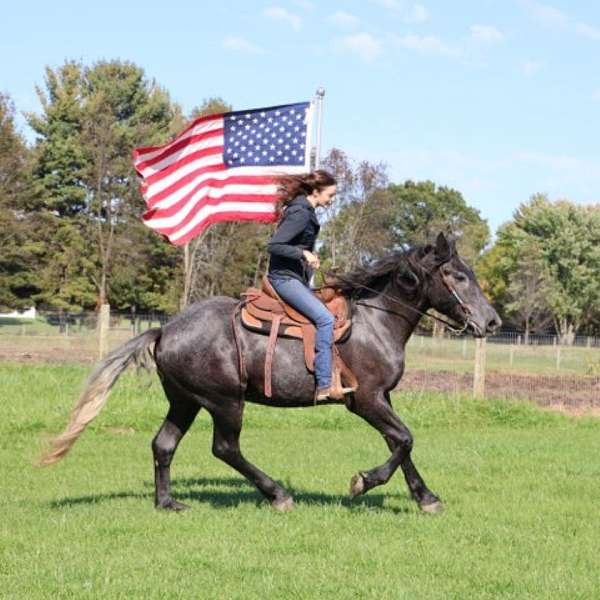 husband-safe-draft-horse
