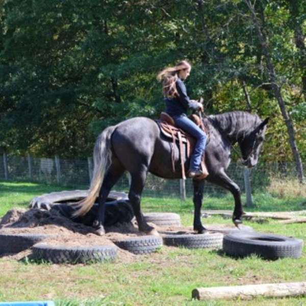 field-trial-draft-horse