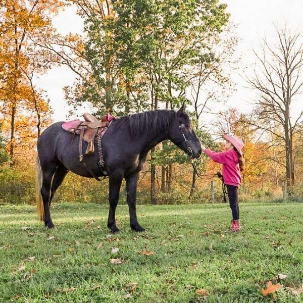english-pleasure-draft-horse