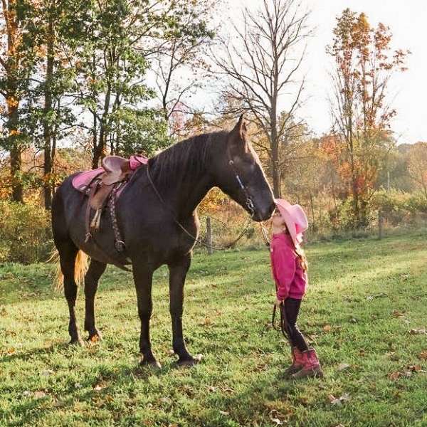 ridden-english-draft-horse