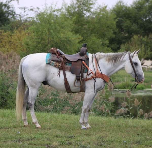 endurance-kentucky-mountain-horse