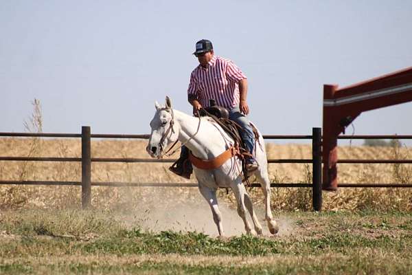 experienced-kentucky-mountain-horse