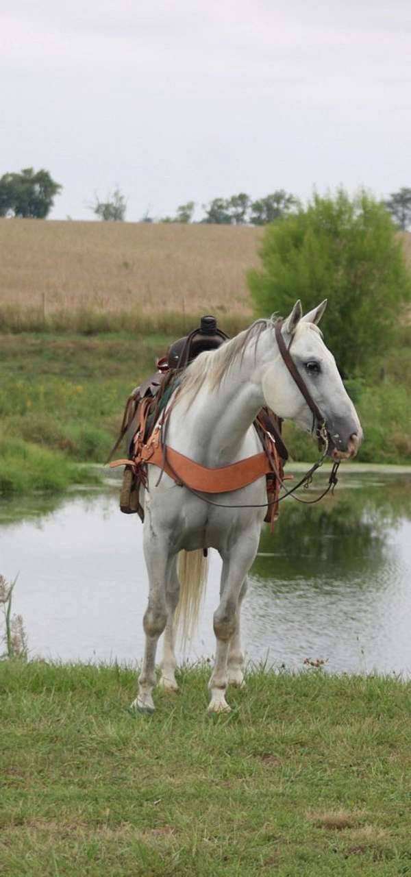 open-kentucky-mountain-horse