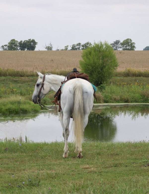 price-kentucky-mountain-horse