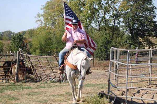 auction-kentucky-mountain-horse