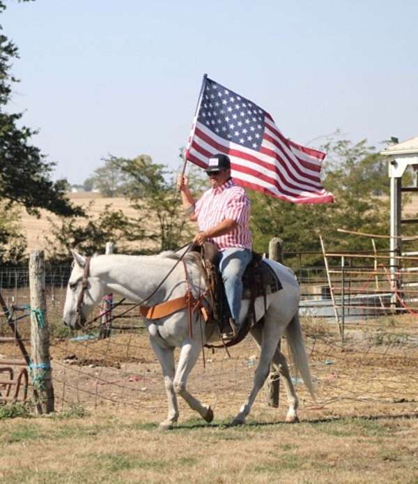 available-kentucky-mountain-horse