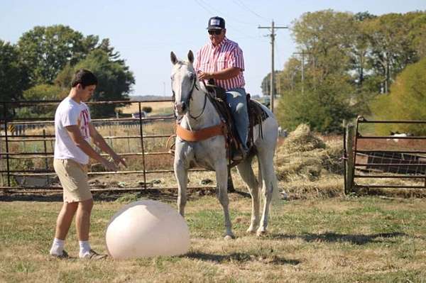 blue-kentucky-mountain-horse