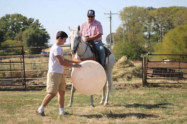 blue-roan-kentucky-mountain-horse