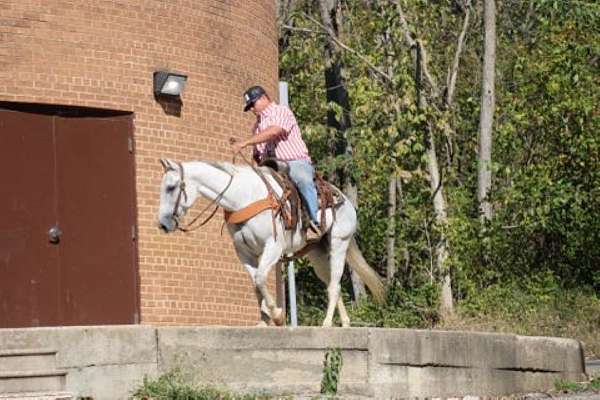 buy-kentucky-mountain-horse