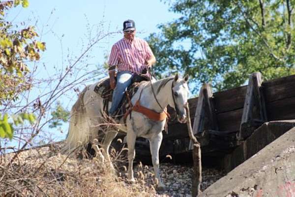 naturally-gaited-quarter-horse